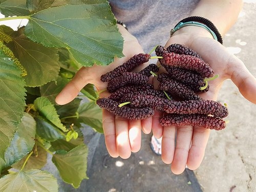 Grossfruchtige Maulbeere GIANT PAKISTAN – Für alle, die das Besondere suchen