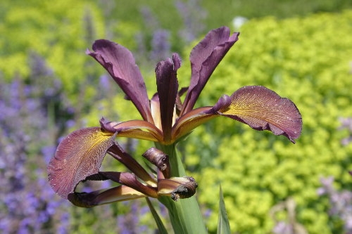 Iris pflanzen