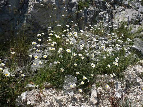 Tanacetum cinerariifolium Jasenka Topic