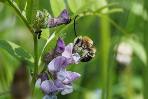 Eucera nigrescens Felix Fornoff