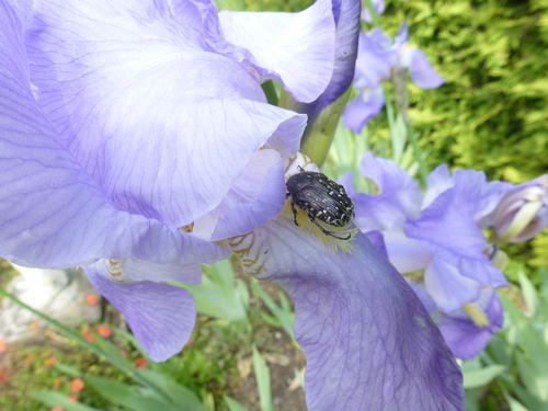 Trauerrosenk Iris 553