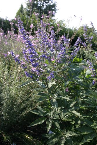 Vitex a c 0120 Sulzbg