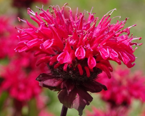 Monarda GMH CorneliaPacalai 03 2