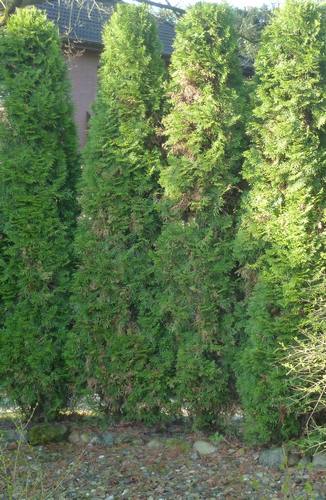 Thuja2