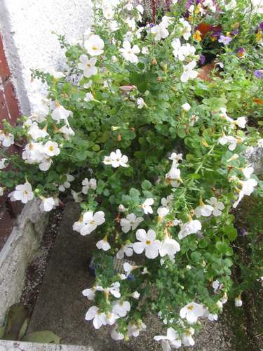 Bacopa 0111 9224