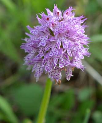 OrchisTridentata Bluetenkopf Jutta Haas AHO Hessen