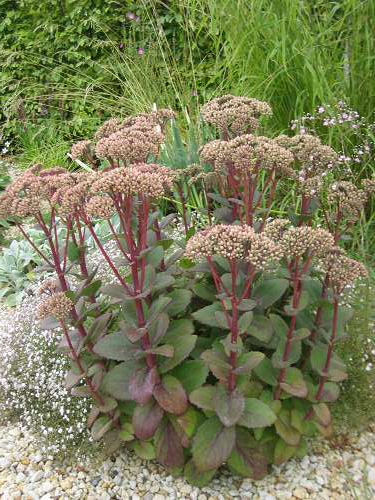 Sedum Matrona Kies