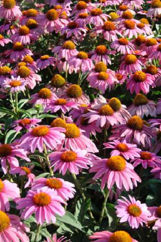 echinacea feeling pink fleuroselect