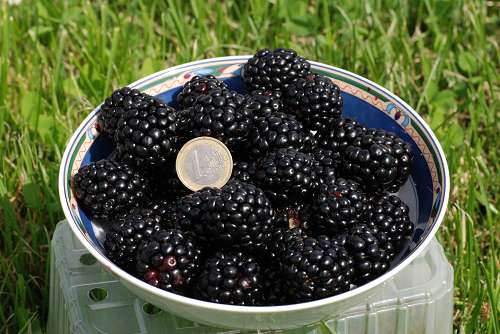 Brombeere Asterina