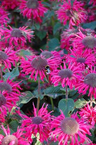 Monarda ISU