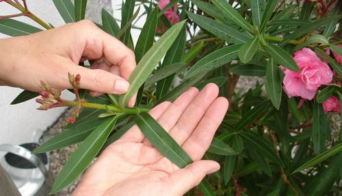 Spinnmilben Oleander Phase 1