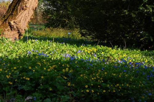 Waldsteinia Omphalodes