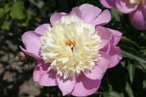 Edelpaeonia