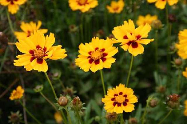 Coreopsis grandiflora