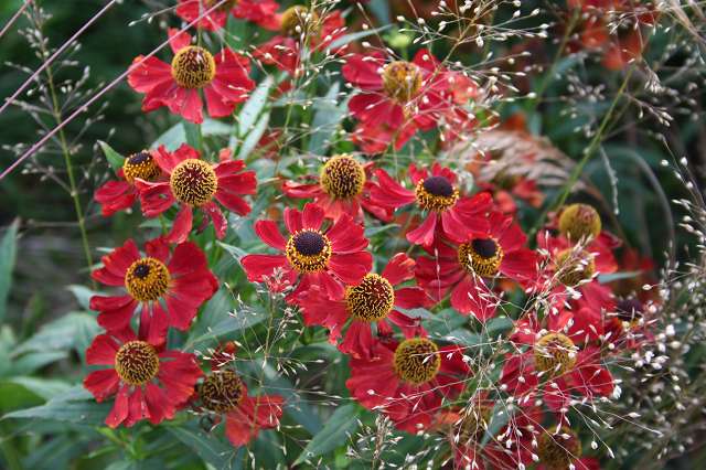 Helenium Rubinzwerg