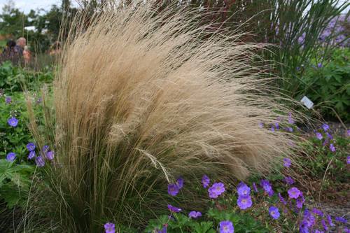 Stipa tenuissima