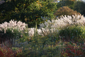 miscanthus