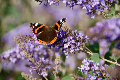 Buddleja