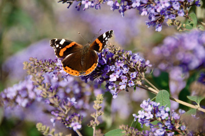 Buddleja