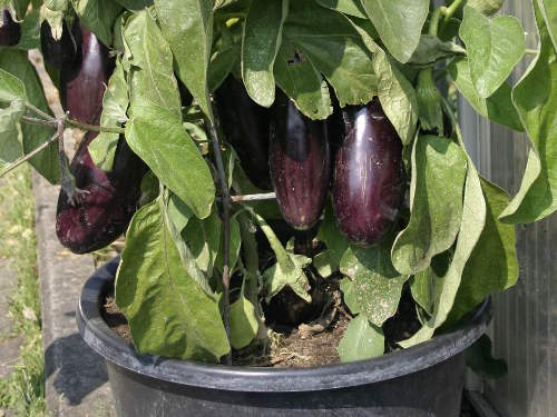 Aubergine topf