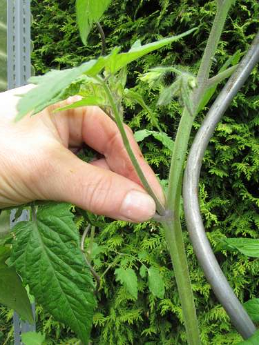 Tomate ausgeizen