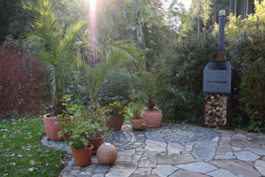 Phoenix Palme
