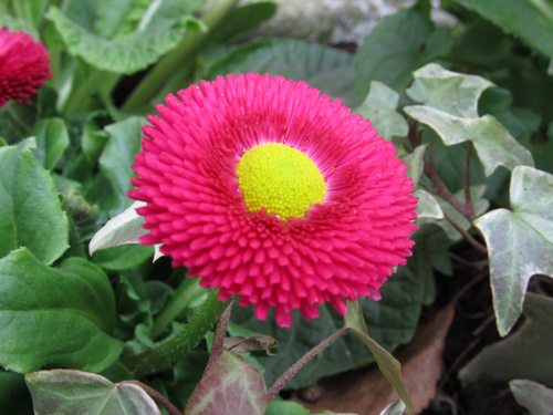 Bellis 8372