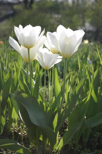 Tulpe weiss