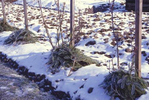 Winterschutz Reisig Su