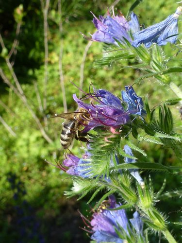 Echium Biene 421