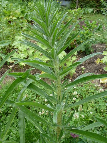 Echium oBl 017 Wdm