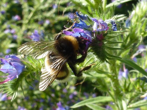 Hummel Echium 731