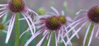 Dezent und doch so wirkungsvoll: Echinacea pallida