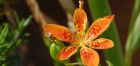 Ein phantastischer Eyecatcher: Belamcanda chinensis