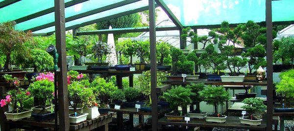 Carmen S Bonsai Garten