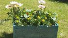 Unser Pflanzkasten SABINE gro� - Glasur Pfauenblau - mit Sommerflor aus unserer Gaertnerei