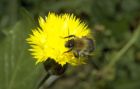 Centaurea moschata