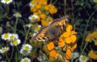 Erysimum perofskianum