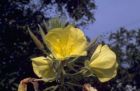 Oenothera biennis