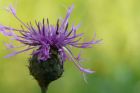 Foto ´Flockenblume´aus dem Bildarchiv Coeurfleur