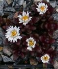 Delosperma davyi