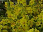 Zwergknigskerze Verbascum 'Letitia'