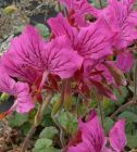 Pelargonium_endlicherianum