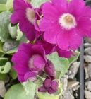 Primula marginata 'Adrian Evans'