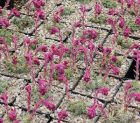 Saxifraga  griesebachii ssp. montenegrina