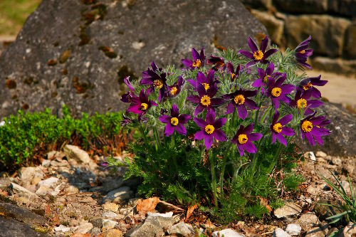 Gartenpflanzen