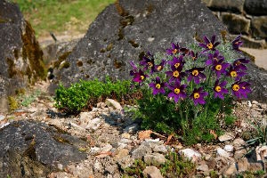 Die besten Gartentipps im März