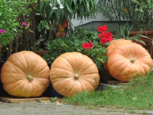 Die besten Gartentipps im Oktober