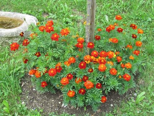 Blüten auf der Baumscheibe