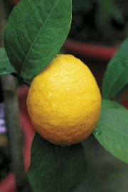 Wann werden Zitronen umgetopft?